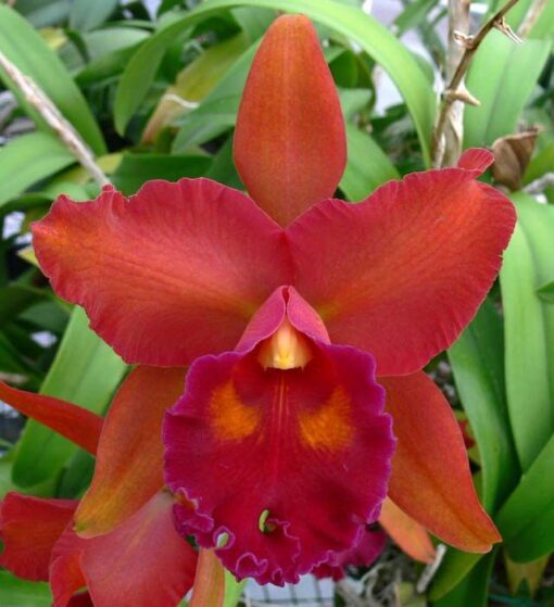 BLC. EVE MARIE BARNETT MAGNIFICENT ADULTA