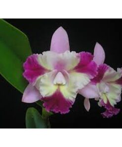 MARIS SONG MAD BUTTERFLY X LC MIKKIE NAGATA ADULTA