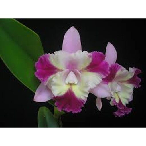 MARIS SONG MAD BUTTERFLY X LC MIKKIE NAGATA ADULTA