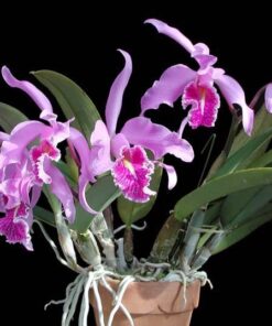 C. MAXIMA ADULTA