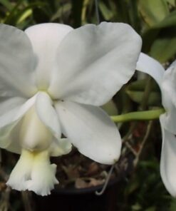 CATLEYA DOLOSA ALBA MUDA 5 A 10 CM
