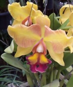 LC. ORCADE X BLC DELTA KING  PRÉ ADULTA