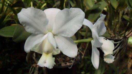CATLEYA DOLOSA ALBESCENS ADULTA