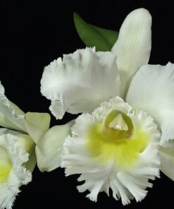 BLC. MEDITATION KING RANSOM ADULTA