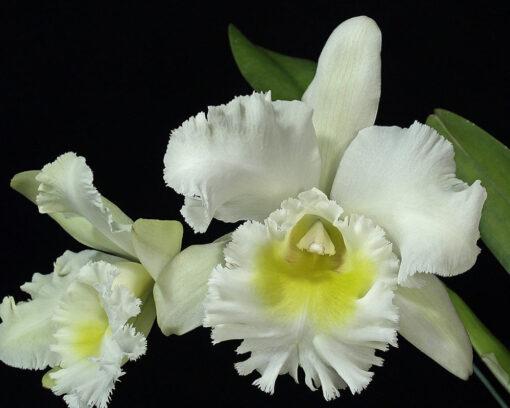BLC. MEDITATION KING RANSOM ADULTA