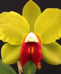 C. DIPOZZI TIZIANO X L. PURPURATA COER FLAMEA X BLC CHINESE BRONZE