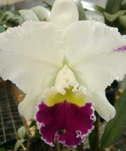 BLC. MIKKIE NAGATA X BLC MAHIMA YAHIRO MUDA