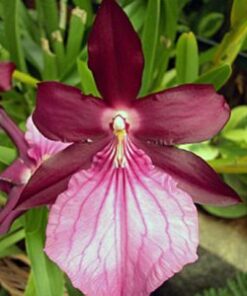 MILTONIA MORELIANA ADULTA