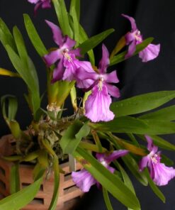 MILTÔNIA MORELIANA ESCURA MUDA