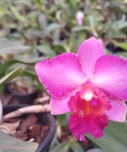 MINI PURPLE X MAHALO JACK X  PRIMEIRO AMOR ADULTA