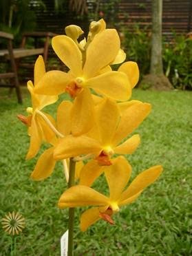 MOKARA YELLOW ADULTA