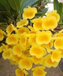 DENDROBIUM AGREGATUM MUDA POTE 7