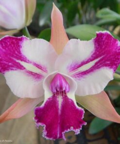 BLC. CHYONG GUU BENZ `FONG YUEN´ ADULTA