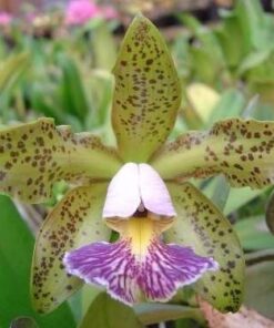 C. SCHILLERIANA COERULEA X SELF
