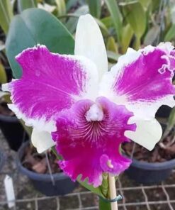 LC RED EMPRESS X LC SHELLIE COMPTON RED BUTTERFLY - CORTE ADULTO