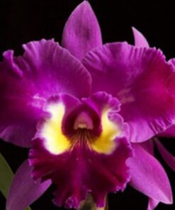 BLC. EDISTO NEW BERRY ADULTA