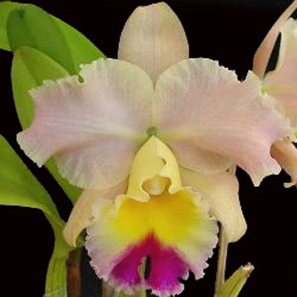 BLC. GOLDENZELLE `SADDLE PEAK´ - CORTE ADULTO