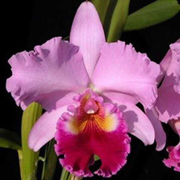 ROSE WHISPER SUISEI - MUDA 5 A 10CM