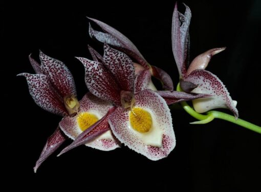 CATASETUM ALEX PARDO X CILIATUM  - MUDA 5 A 10CM