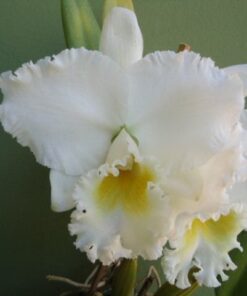 RUTH GEE CARMELA X NIPPON LIVINZA  PRÉ ADULTA