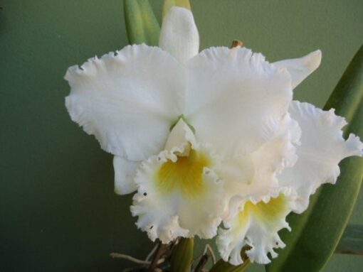 LC. NIPPON LIVINZA X C. RUTH GEE CARMELA MUDA 10 A 15 CM