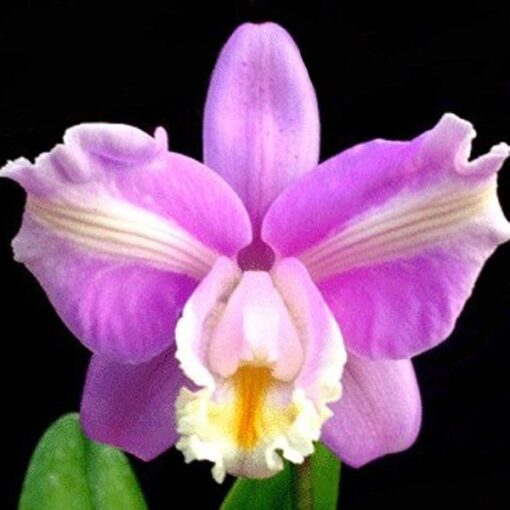C.HARRISONIANA TRILABELO X SELF MUDA