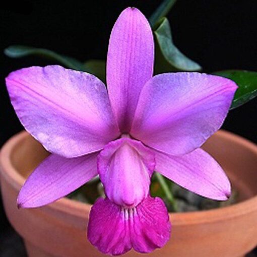 WALKIRIANA DIVINA X TIPO 57 - MUDA DE 5CM