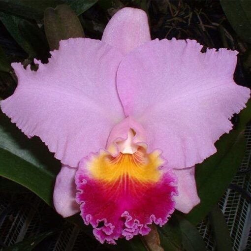 BLC. GORGEOUS GOLD POKAI - CORTE ADULTO