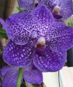 VANDA SOMSRI GLORY BLUE MUDA