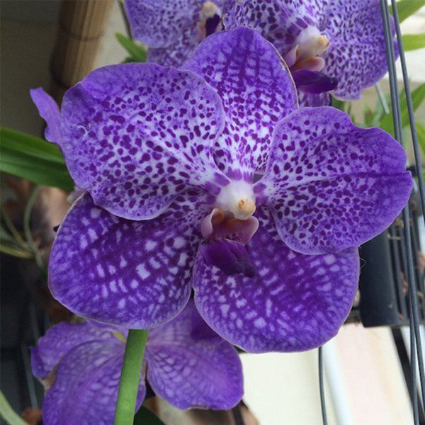 VANDA SOMSRI GLORY BLUE MUDA