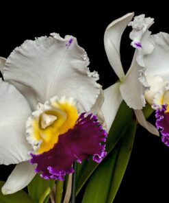 NIPPON LIVINZA X INTERMEDIA COERULEA AQUINII  PRÉ ADULTA