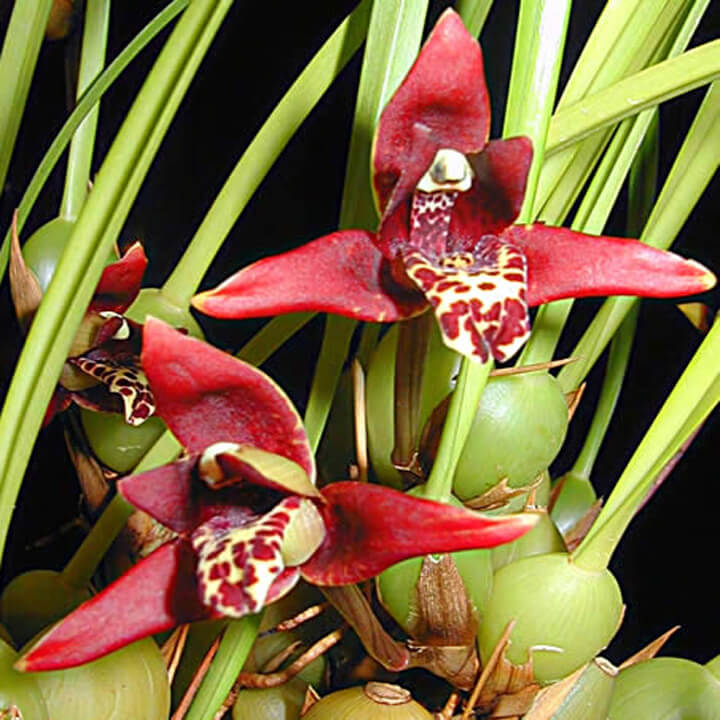 MAXILLARIA TENUIFOLIA ADULTA