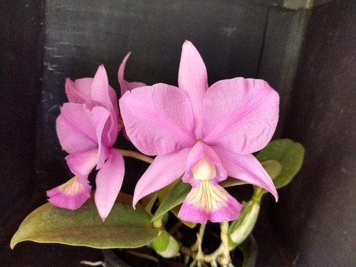 C. NOBILIOR (YURIKO X DOM RAFAEL) X AMALIAE MUDA 5 A 10 CM