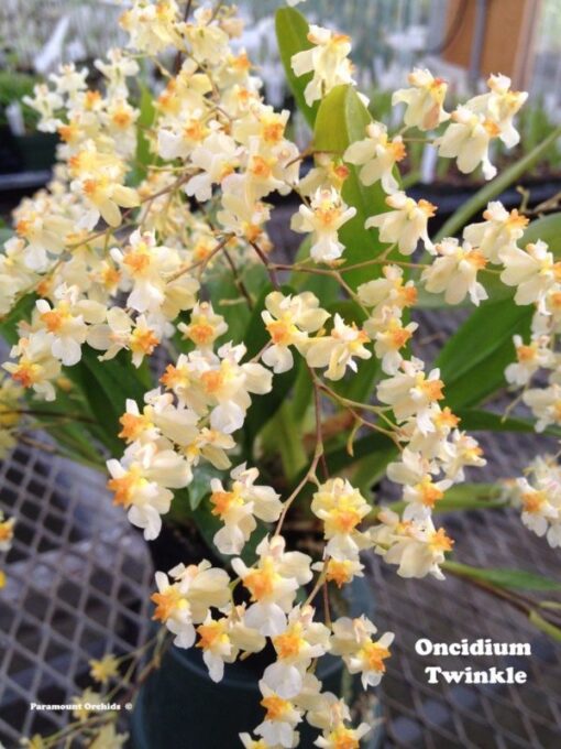 ONCYDIUM TWINCKLE BRANCO MUDA
