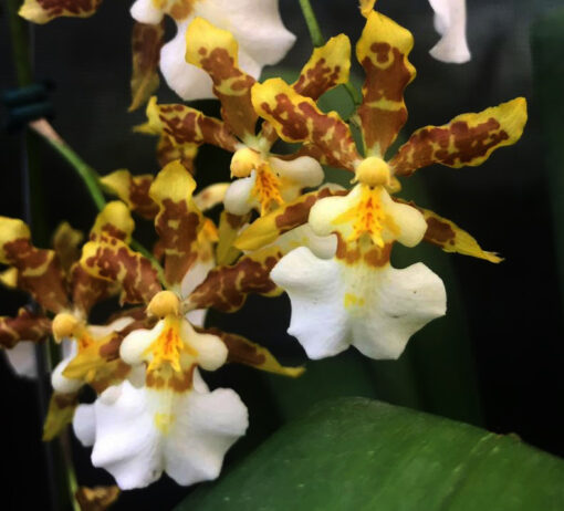 ONCIDIUM SUMMER WIND NBS
