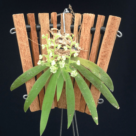 ORNITHOCEPHALUS MYRTICOLA C/SUPORTE