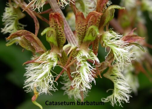 CATASETUM BARBATUM MUDA 5 A 10 CM
