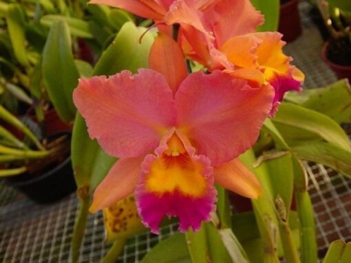 LC. FIRE DANCE BLENDIE X LOVELY MEMORY JUNE BRIDE  PRÉ ADULTA