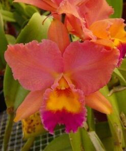 LC. FIRE DANCE BLENDIE X LOVELY MEMORY JUNE BRIDE  PRÉ ADULTA