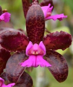C. LEOPOLDI FLAMEA X DARK PRINCESS