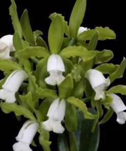 C. LEOPOLDI ALBA (GREEN JADE X BRANCEYS) X SELF