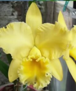 BLC. AMAZON ANNIVERSARY X POT. DELTA KING ADULTA