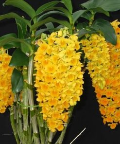 DENDROBIUM CHRYSOTOXUM AUREUM - PRÉ ADULTA