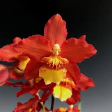 ORQUIDEA FIRECAT HARMONY ADULTA