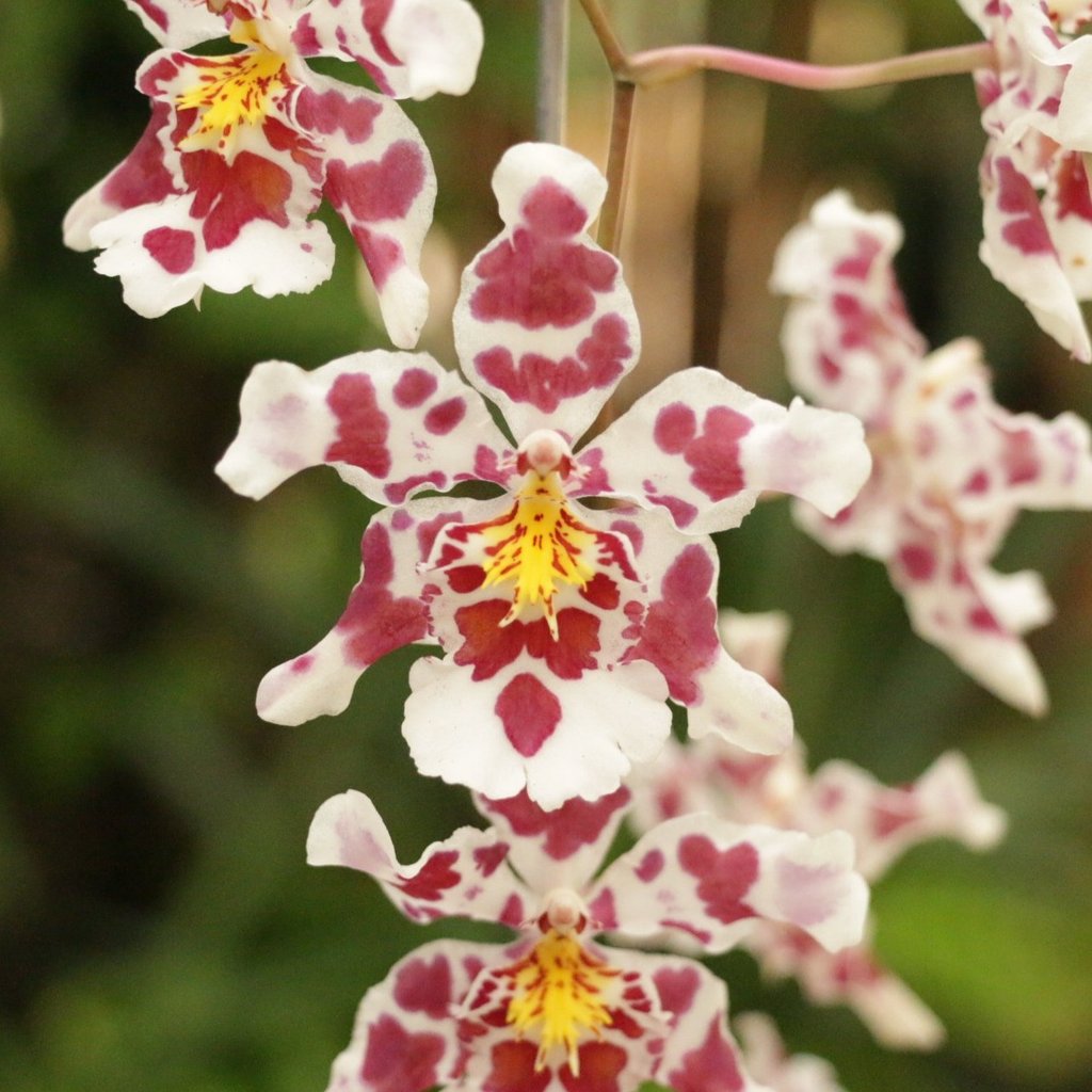 ORQUIDEA KING DIAMOND ADULTA