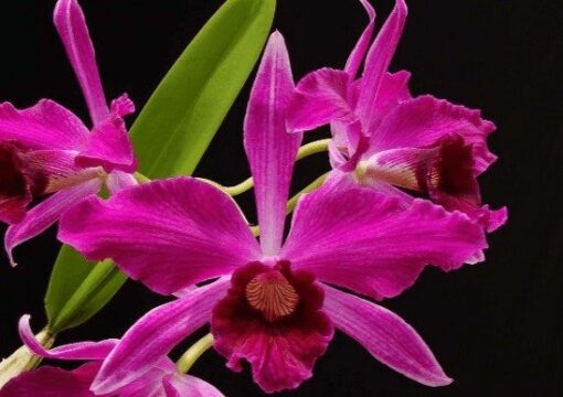 L.PURPURATA SANGUINEA X PURPURATA SANGUINEA MUDA 10 A 15 CM