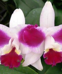 LC. PURPLE CASCADE `BEAUTY OF PERFUME´ ADULTA