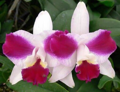 LC. PURPLE CASCADE `BEAUTY OF PERFUME´ ADULTA