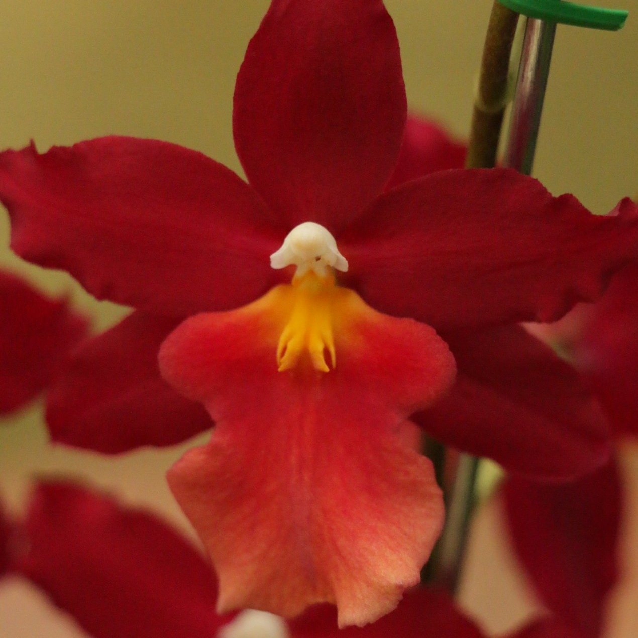 ORQUIDEA MAYOR BILLY ADULTA