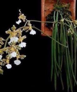 ONCIDIUM JONESIANUM -  PRÉ ADULTA